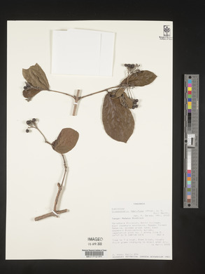 Crossopteryx febrifuga image
