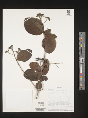 Crossopteryx febrifuga image