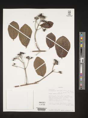 Crossopteryx febrifuga image