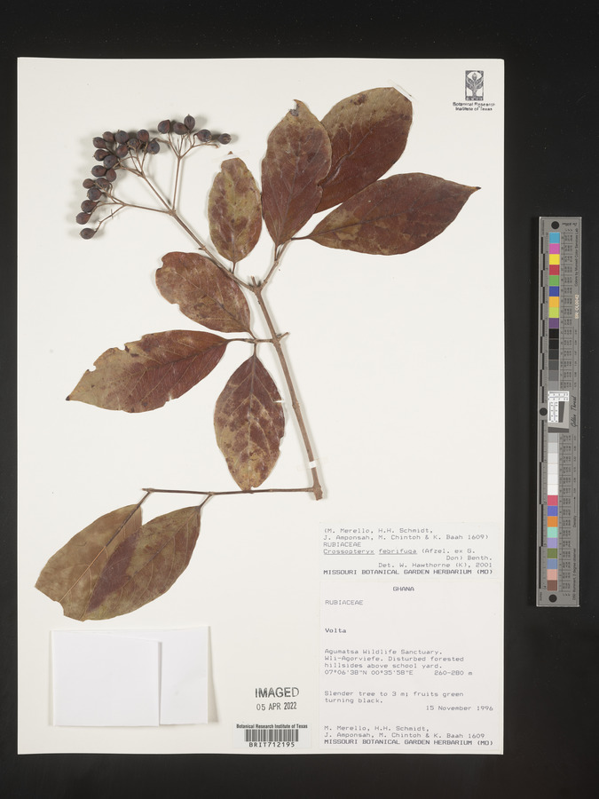 Crossopteryx febrifuga image