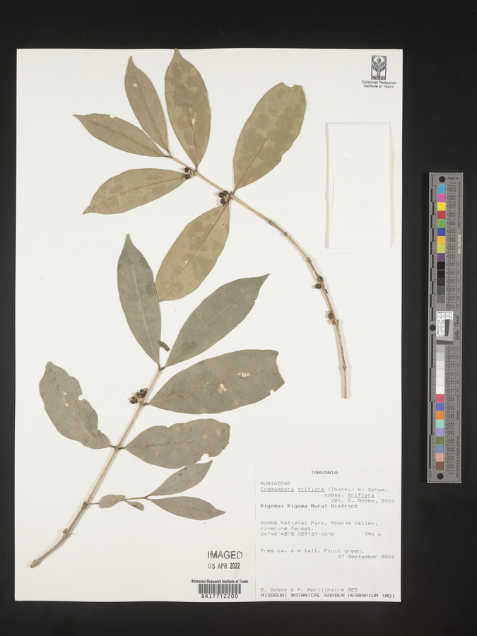 Cremaspora triflora image