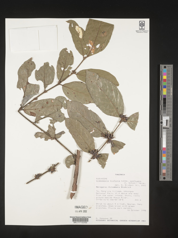 Cremaspora triflora subsp. confluens image