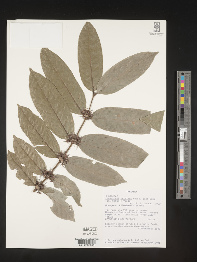 Cremaspora triflora subsp. confluens image