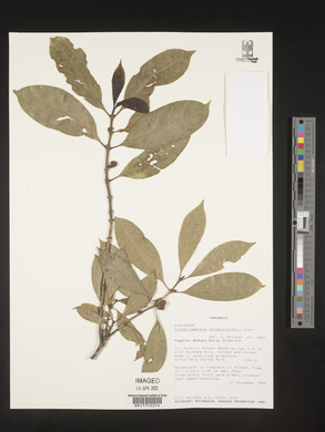 Craterispermum schweinfurthii image