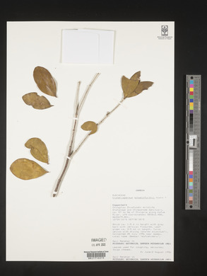 Craterispermum schweinfurthii image