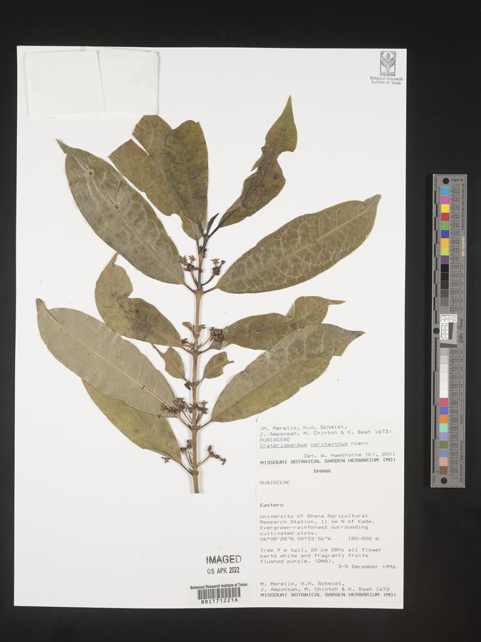 Craterispermum cerinanthum image