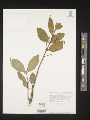 Media resource of Craterispermum longipedunculatum
