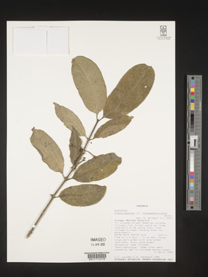 Craterispermum longipedunculatum image