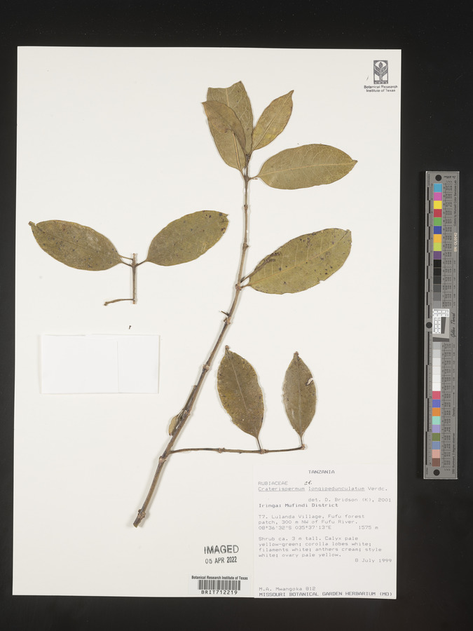 Craterispermum longipedunculatum image