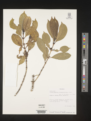 Media resource of Craterispermum schweinfurthii