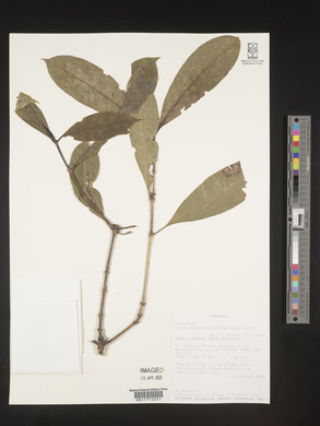 Craterispermum schweinfurthii image