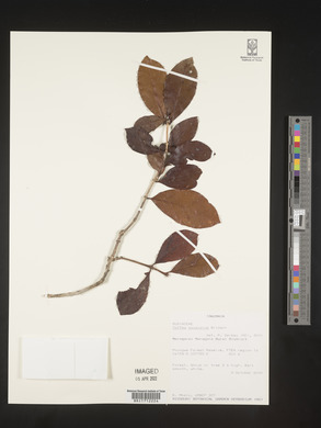 Image of Coffea pocsii