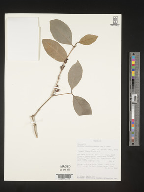 Coffea pseudozanguebariae image