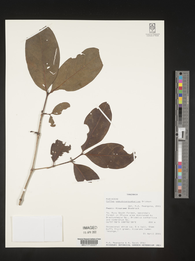 Coffea pseudozanguebariae image