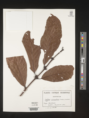 Coffea canephora image