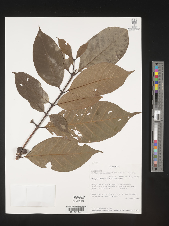 Coffea canephora image