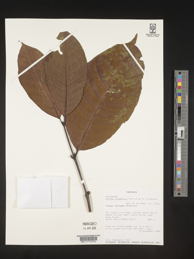 Coffea canephora image