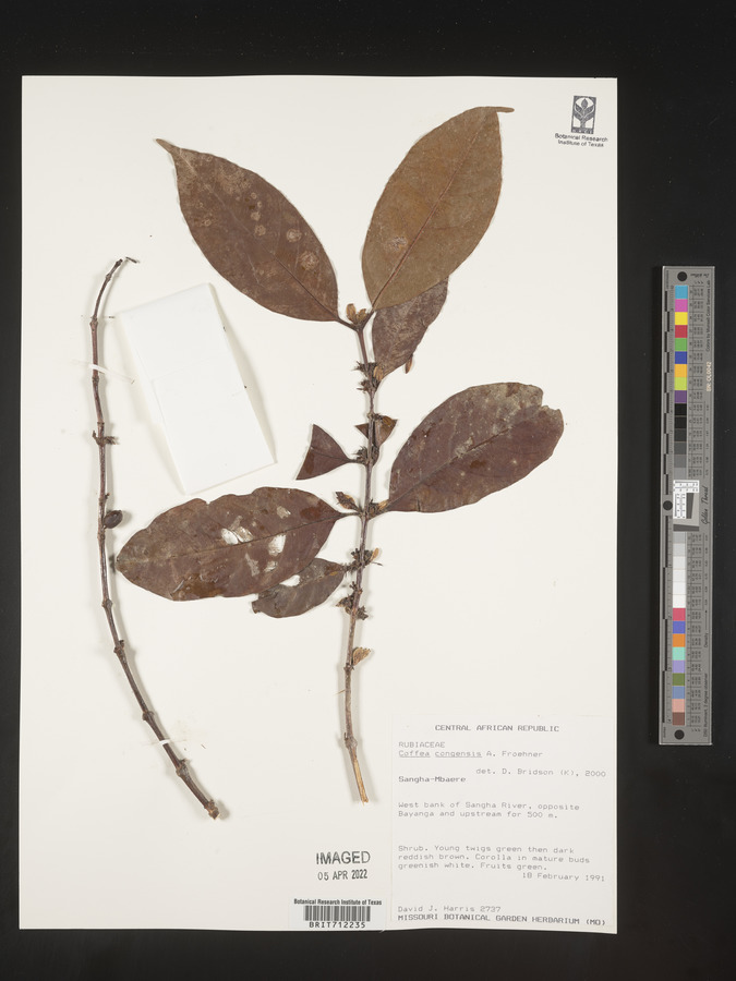 Coffea congensis image