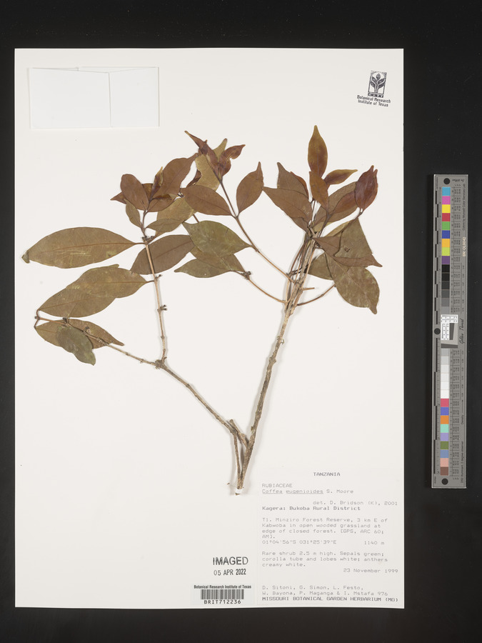 Coffea eugenioides image
