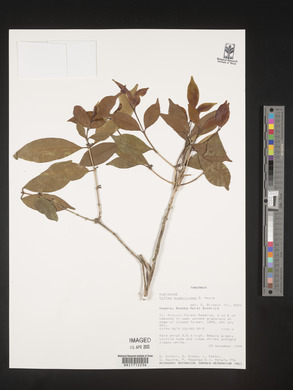 Image of Coffea eugenioides