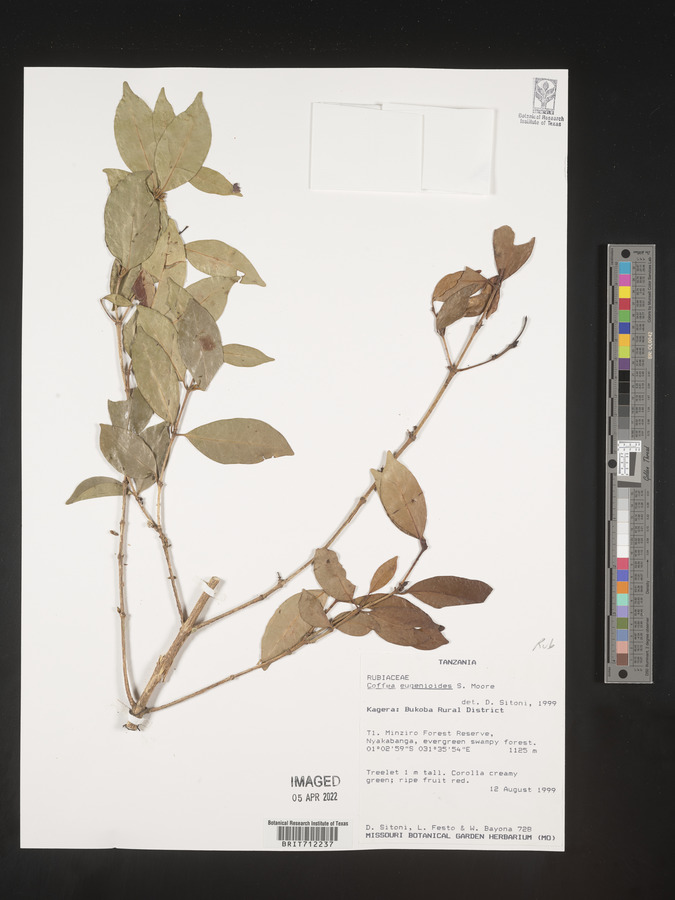 Coffea eugenioides image