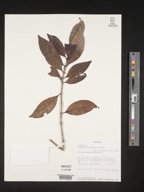 Coffea lulandoensis image