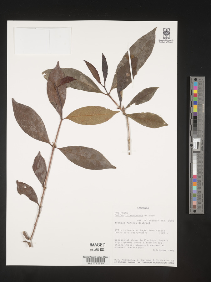 Coffea lulandoensis image