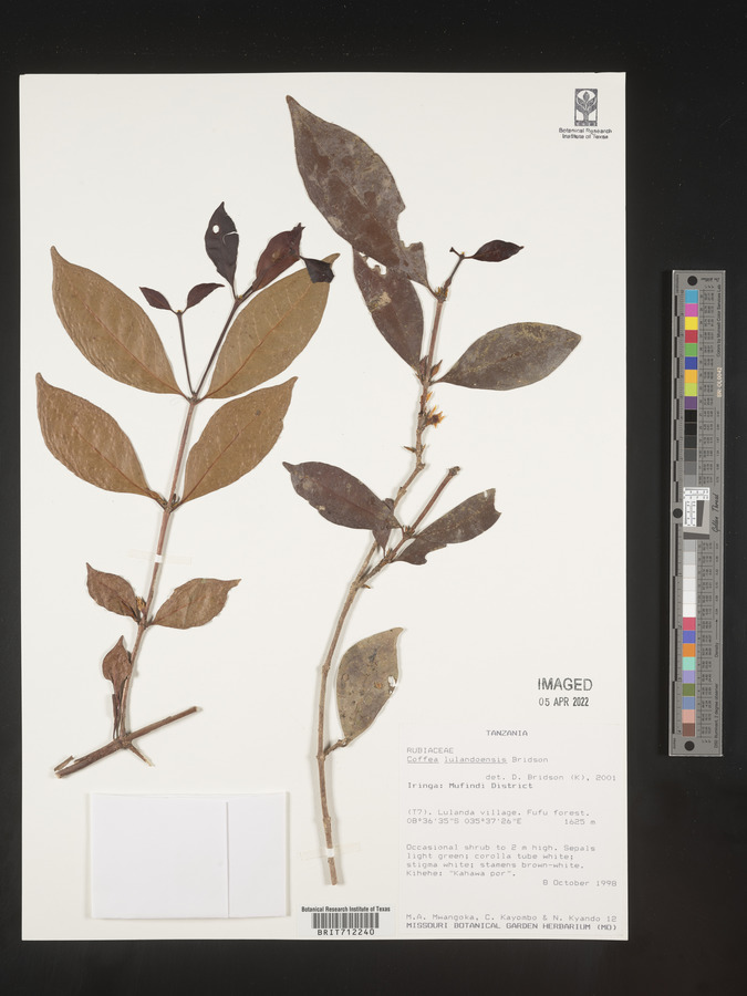 Coffea lulandoensis image