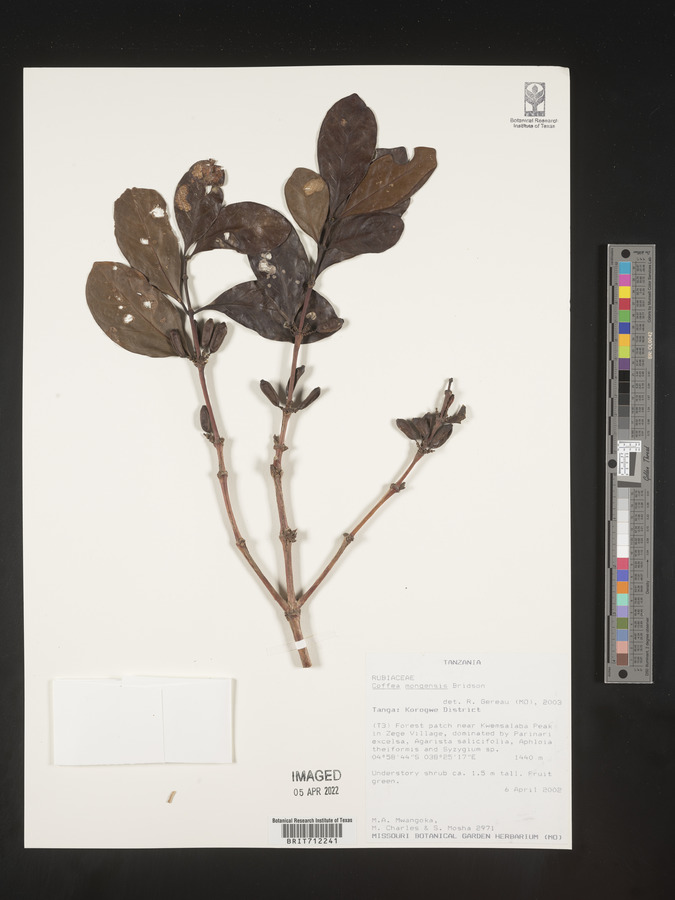 Coffea mongensis image
