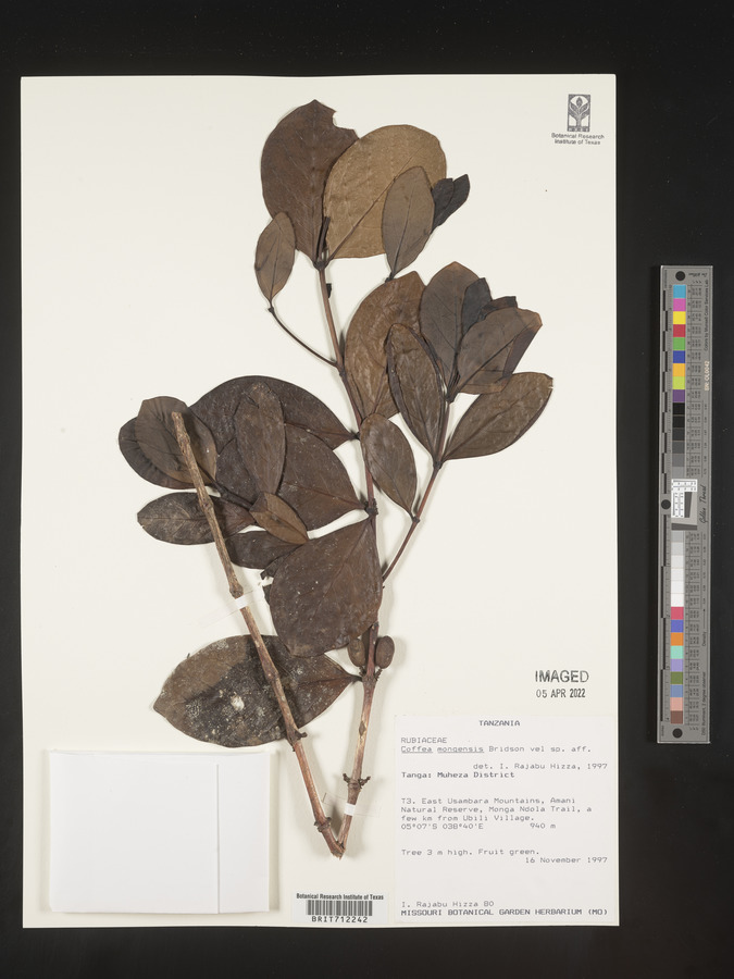 Coffea mongensis image