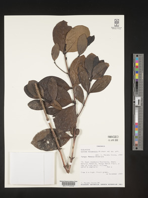 Coffea mongensis image