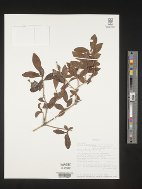 Coffea mufindiensis subsp. mufindiensis image