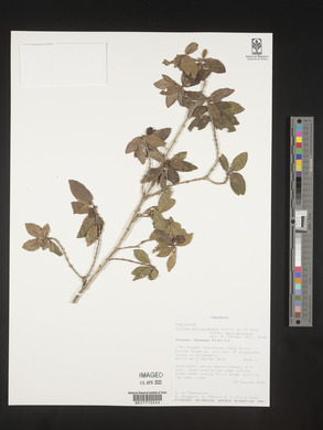 Coffea mufindiensis subsp. mufindiensis image