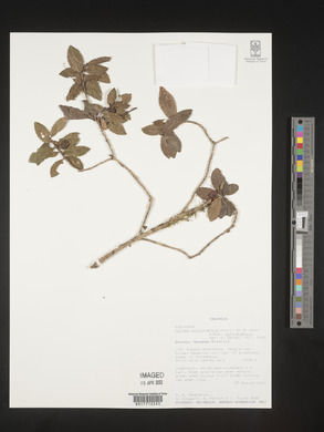 Coffea mufindiensis subsp. mufindiensis image