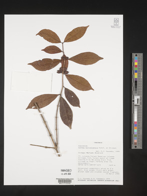 Image of Coffea mufindiensis