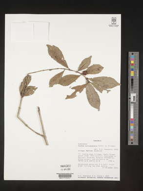 Coffea mufindiensis image