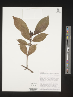 Coffea mufindiensis image