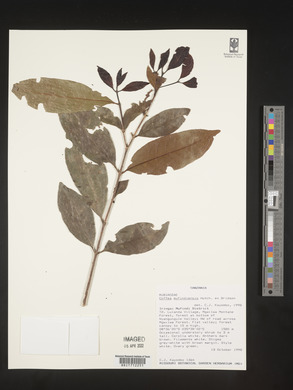 Coffea mufindiensis image