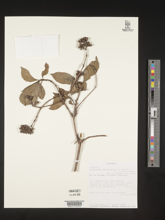 Cladoceras subcapitatum image