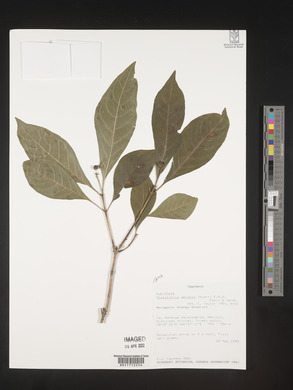 Chazaliella abrupta image