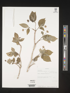 Chazaliella abrupta image