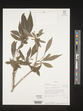 Chazaliella abrupta image