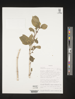 Chazaliella abrupta image