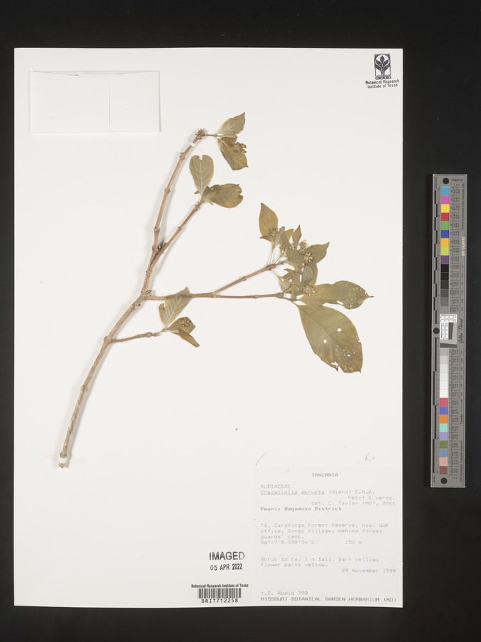 Chazaliella abrupta image
