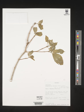 Media resource of Chazaliella abrupta