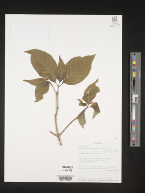 Chazaliella abrupta image