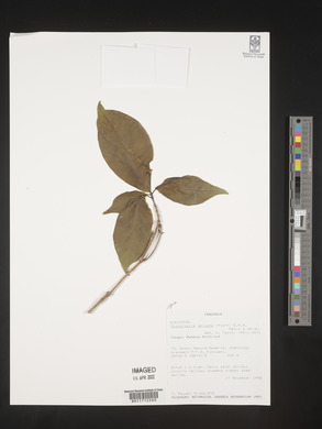 Chazaliella abrupta image