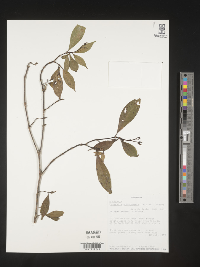 Chassalia subochreata image