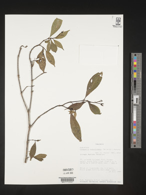 Chassalia subochreata image