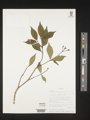 Media resource of Chassalia subochreata